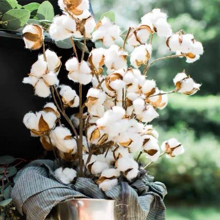 عرق ورد قطن